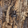 Grey and black jumping spider