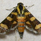 Orange-spotted Flower Moth