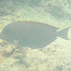 Brown Surgeonfish
