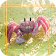Crab Jigsaw Puzzle icon