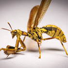 Wasp Mantisfly