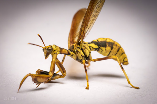 Wasp Mantisfly | Project Noah