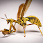 Wasp Mantisfly