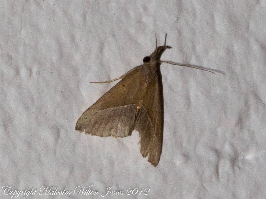 Noctuidae Moth