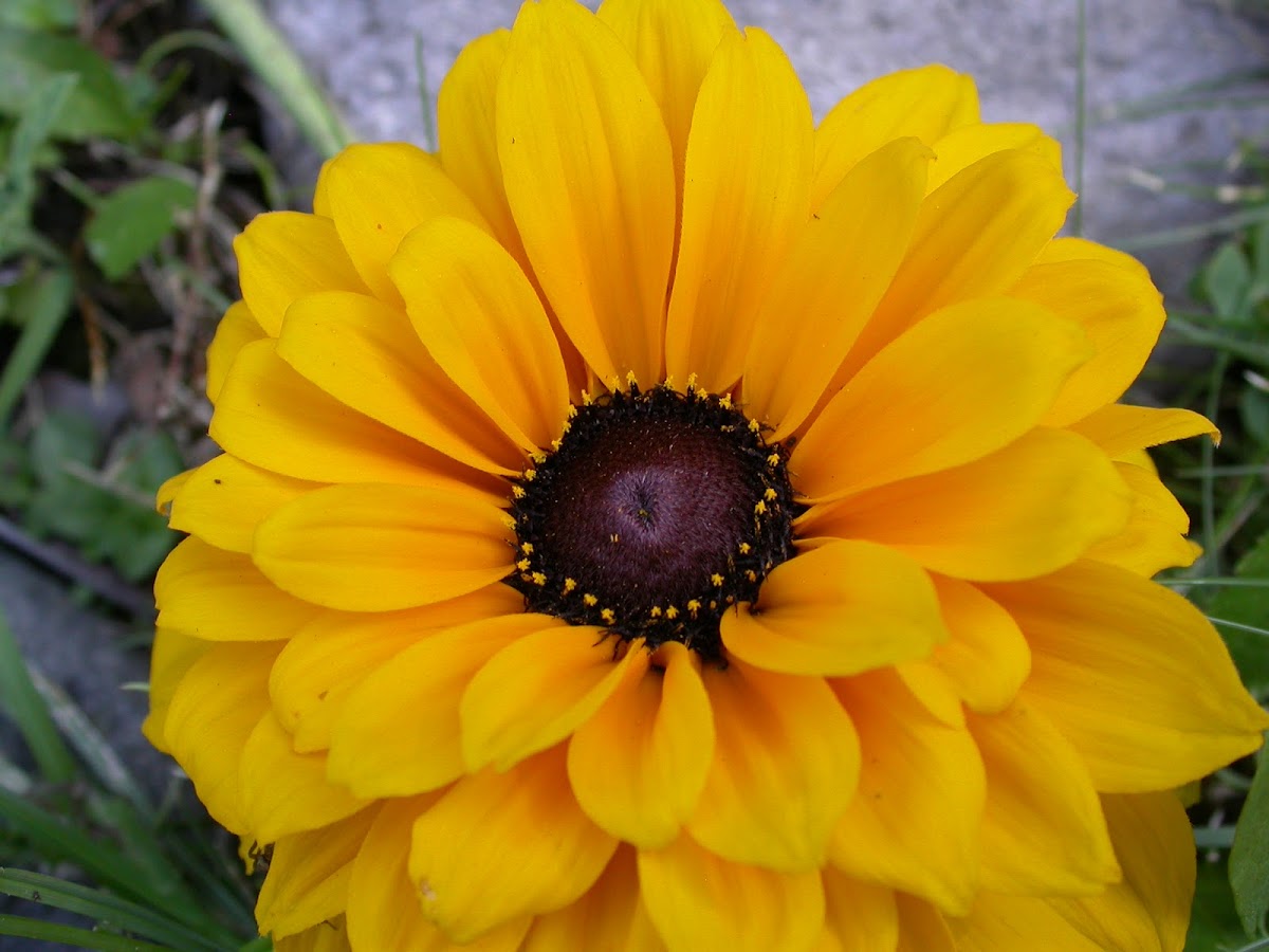 Zinnia? Project Noah