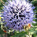 Tricolored Bumblebee