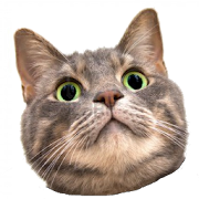 Spinning Cat Face  Icon