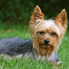 Diva by Sydney Rohmann - Animals - Dogs Portraits