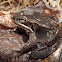 Wood Frog