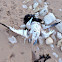 Blue-footed Booby (dead)