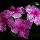 Catharanthus2 by Asif Bora -  