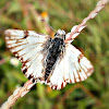 Stained White-Skipper.