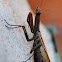 European mantis / Europäische Gottesanbeterin