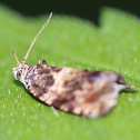 moth brown barred