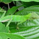 Green Crested Lizard