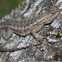 Western Fence Lizard