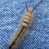 White-marked Tussock Moth Larvae