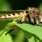 Red-footed cannibalfly