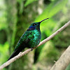 Green Violetear