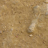Fossil of a prehistoric shellfish - Fóssil de um molusco pré-histórico