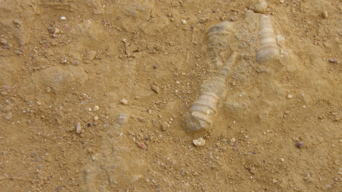 Fossil of a prehistoric shellfish - Fóssil de um molusco pré-histórico