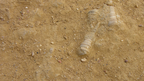 Fossil of a prehistoric shellfish - Fóssil de um molusco pré-histórico ...