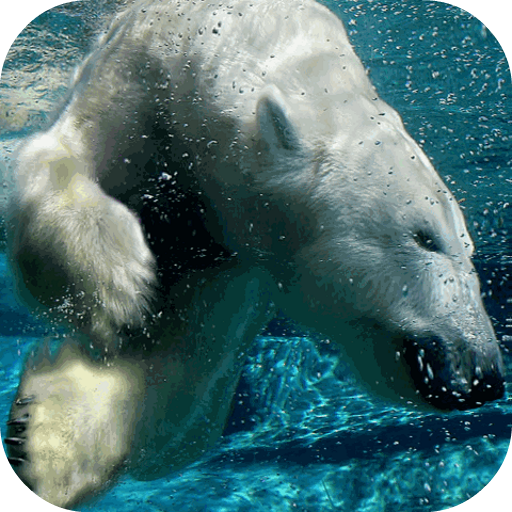 Polar Bear Underwater LOGO-APP點子