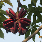 Wild Almond (seedpod)