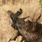 Crested Barbet