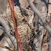 song sparrow nest