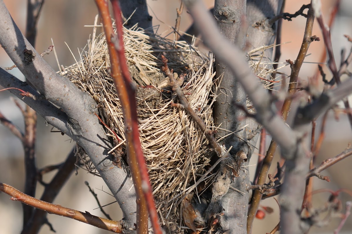 song sparrow nest