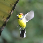 Collared Redstart