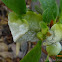 Azalea leaf gall