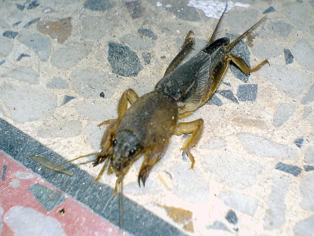 Mole cricket 