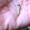 Inch Worm