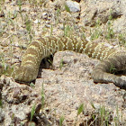 northern black-tailed rattlesnake