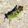Green-striped Grasshopper