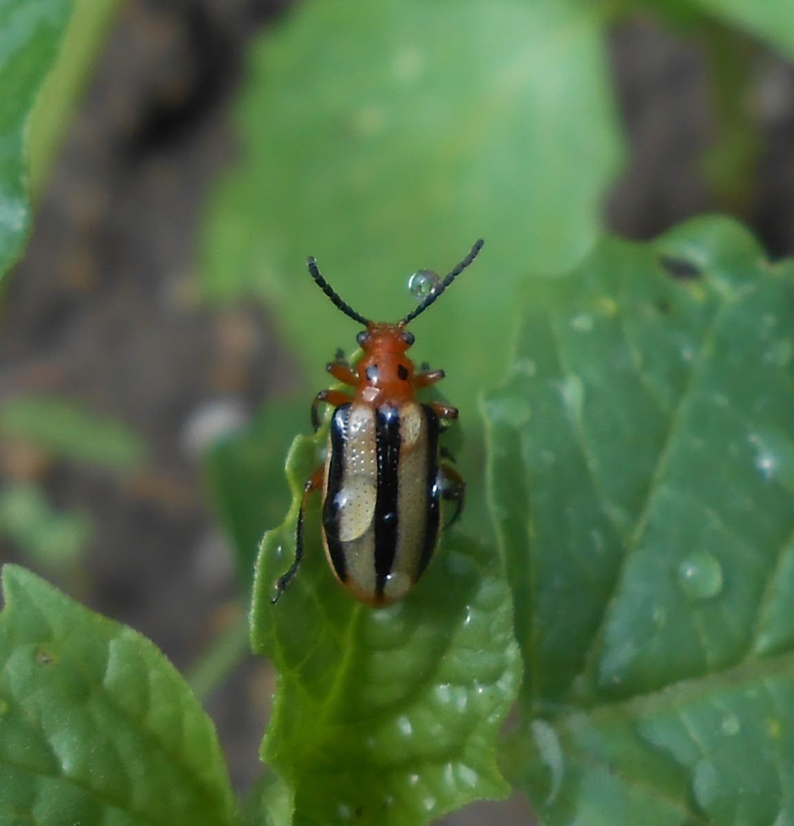 Three lined potato beetle
