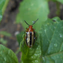 Three lined potato beetle