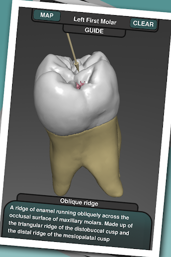 【免費醫療App】Real Tooth Morphology-APP點子