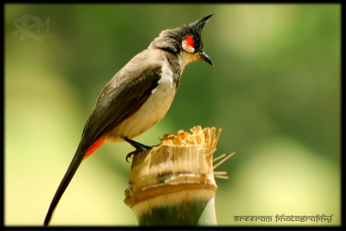 Red-whiskered Bulbul