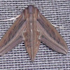 Silver-striped Hawk-Moth