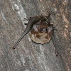 Greater White-lined Bat