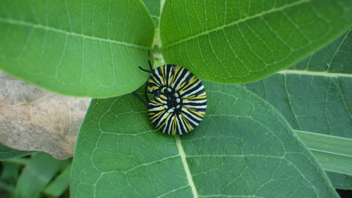 Monarch Caterpillar