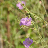 Agalinus, Purple False Foxglove, Purple Gerardia