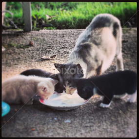 by Alannah Melton - Animals - Cats Kittens