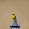 Baglafecht Weaver