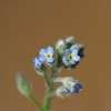 Rough Forget-me-not