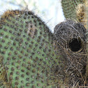 Galapagos Finch Nests