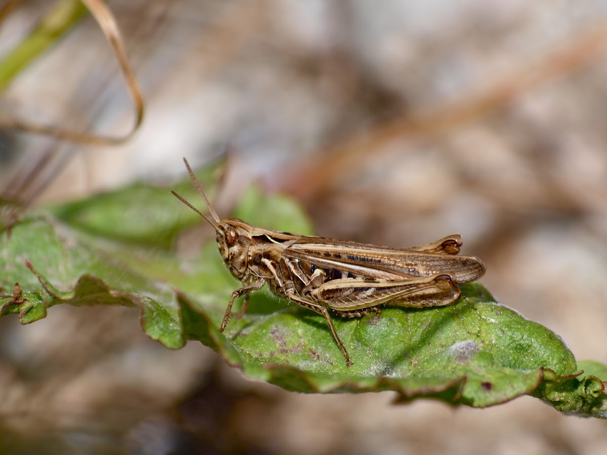 Maroccan locust